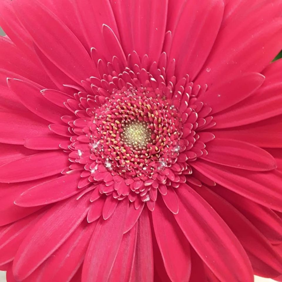 Logo of Flower Station